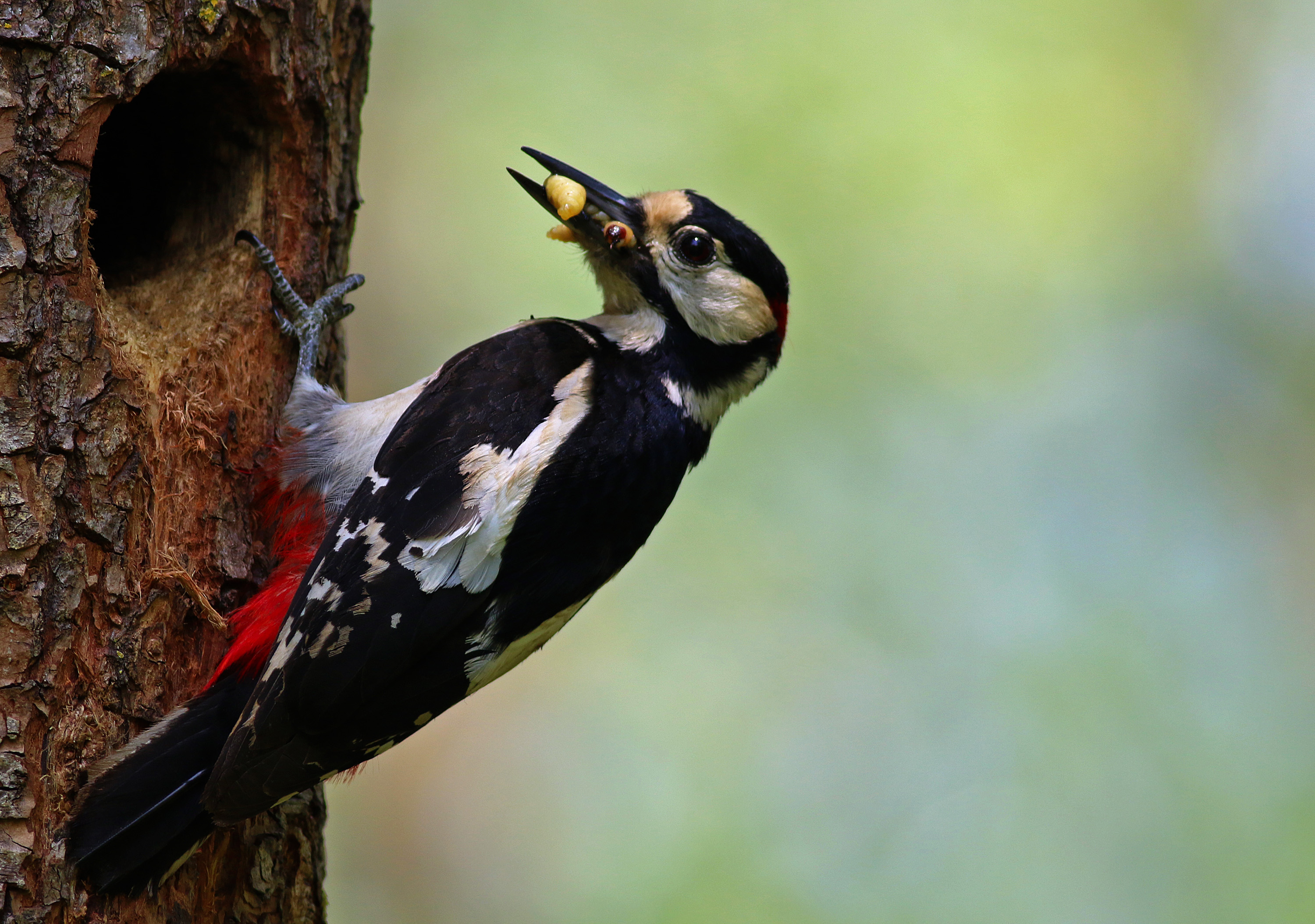 Great Spotted Woodpecker